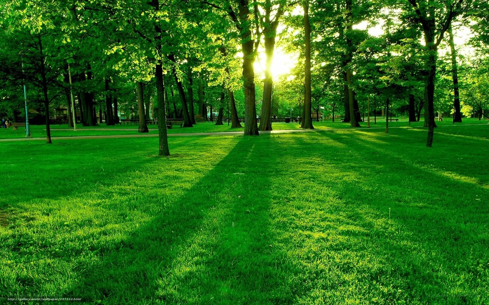 Sunlight through park trees