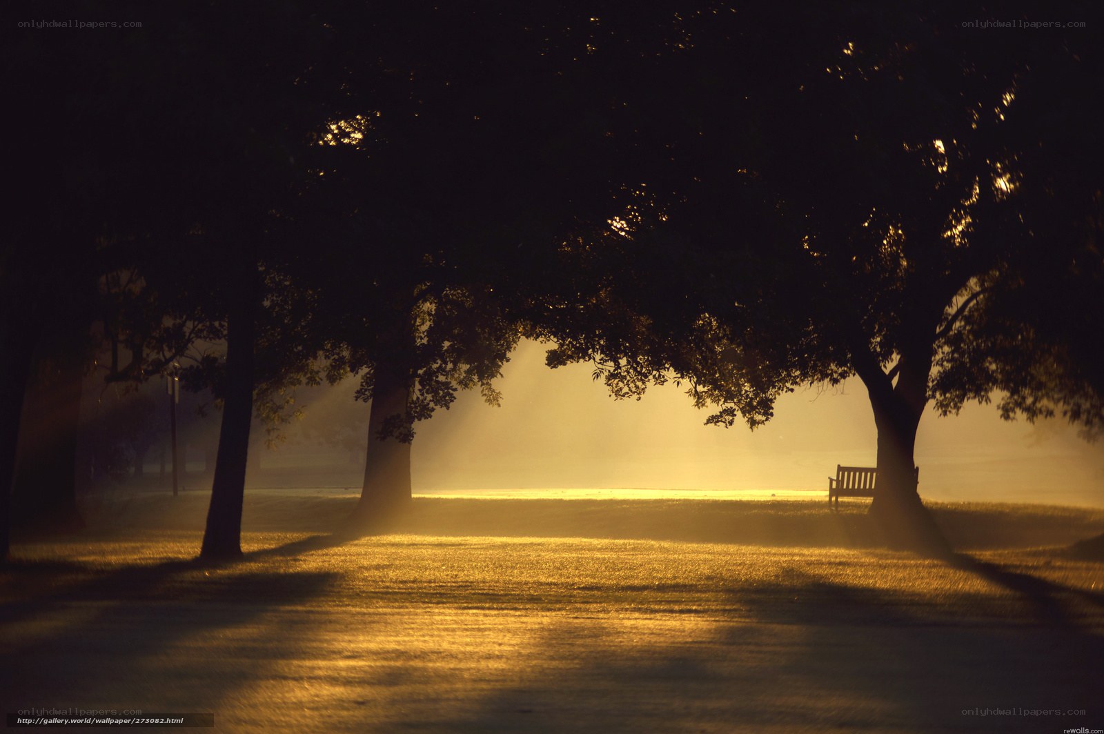 Sunlight through park trees