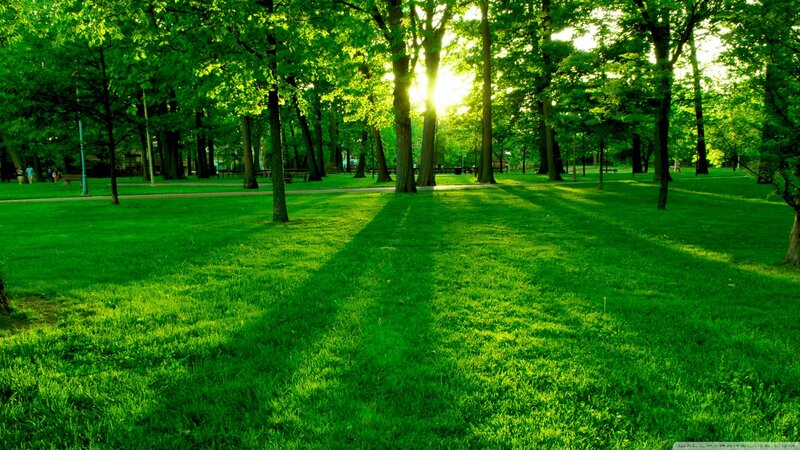 Sunlight Through Park Trees — Green, Serene, Afternoon, Photograph, Grass, Path