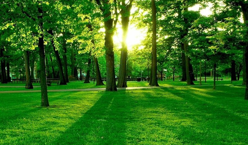 Sunlight Through Park Trees — Green, Serene, Afternoon, Photograph, Grass