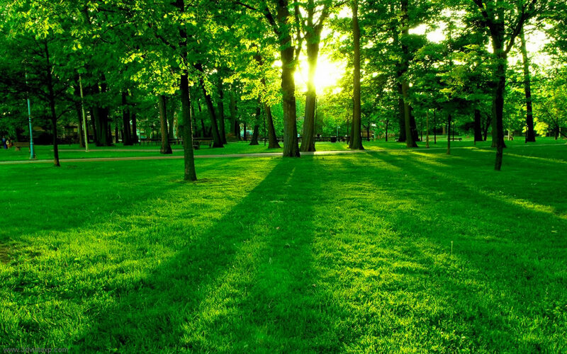 Sunlight Through Park Trees — Green, Serene, Afternoon, Photograph