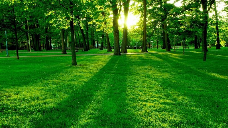 Sunlight Through Park Trees — Green, Serene, Afternoon