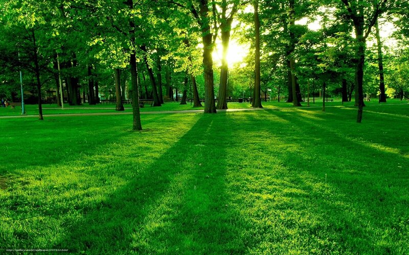 Sunlight Through Park Trees — Green, Serene, Morning, Photograph, Grass, Path