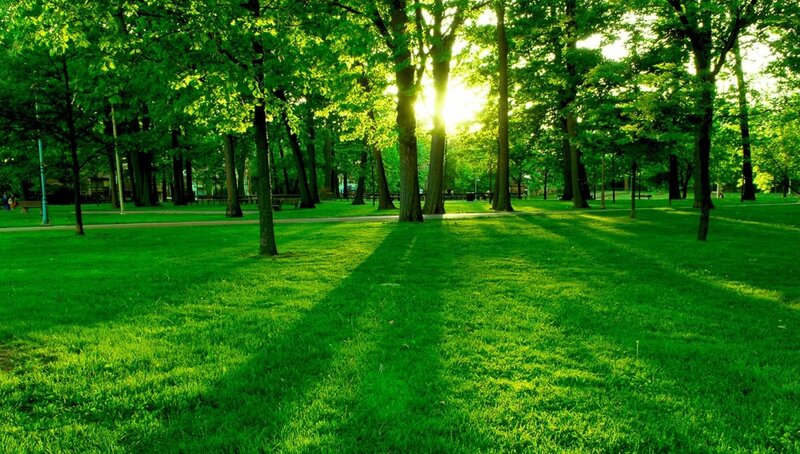 Sunlight Through Park Trees — Green, Serene, Morning