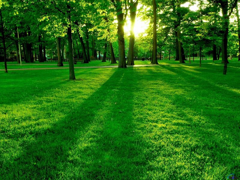 Sunlight Through Park Trees — Green, Serene, Sunset, Photograph, Grass, Path