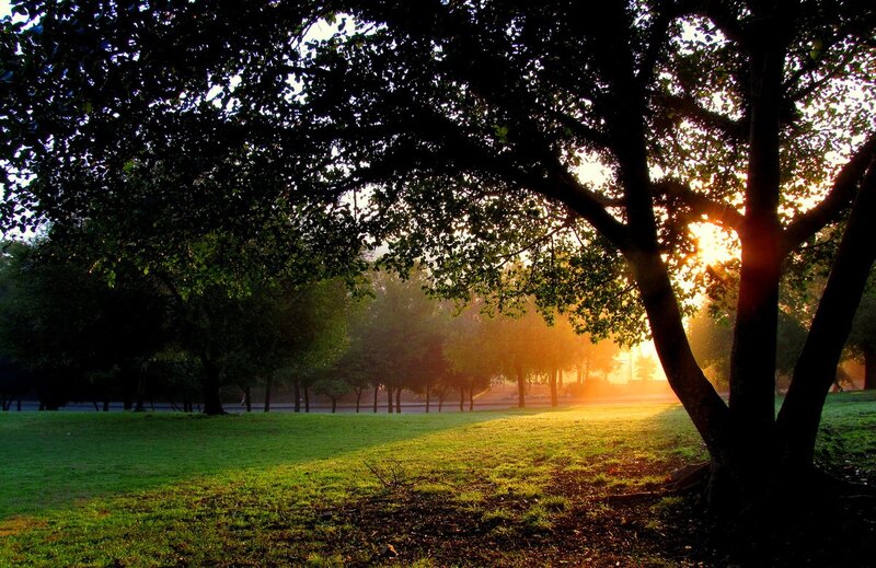 Sunlight Through Park Trees — Green, Serene, Sunset, Photograph, Grass, Sun