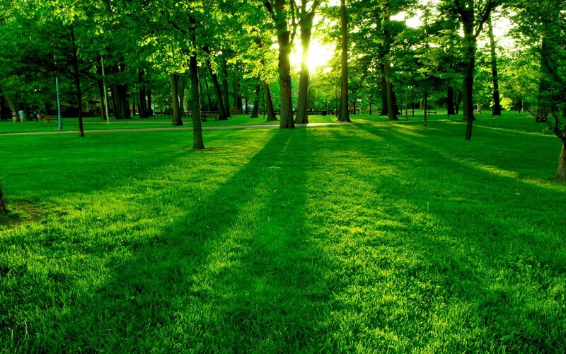 Sunlight Through Park Trees — Green, Serene, Sunset, Photograph, Grass