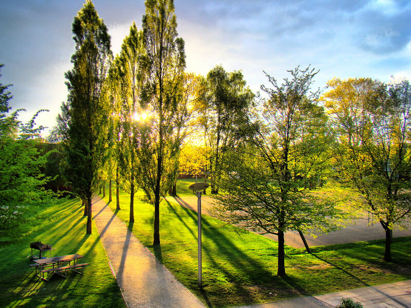 Sunlight Through Park Trees — Green, Serene, Sunset, Photograph, Path