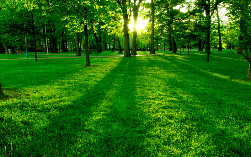 Sunlight Through Park Trees — Green, Serene, Sunset, Photograph