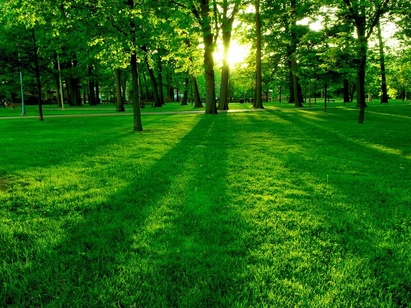Sunlight Through Park Trees — Green, Serene, Sunset