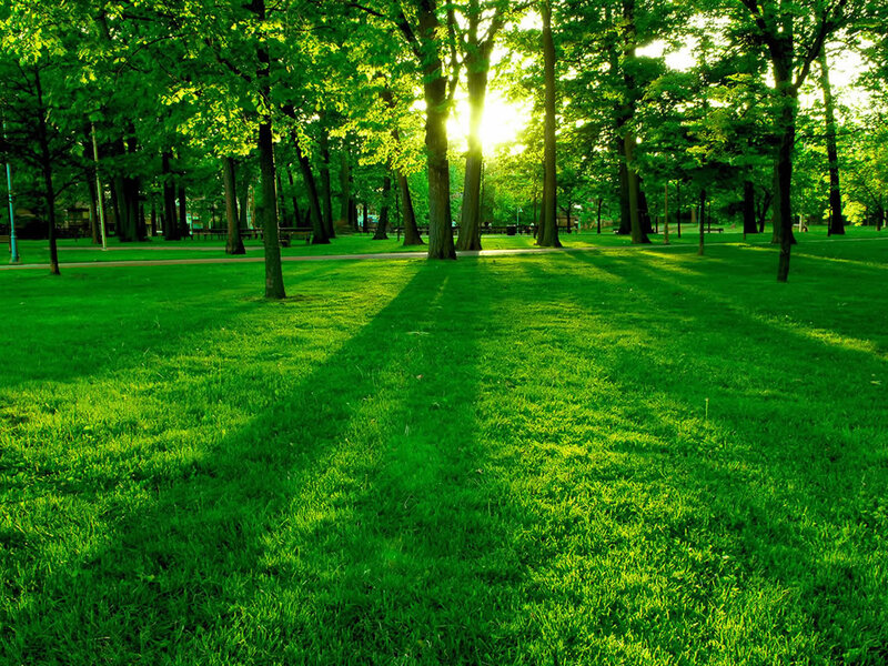 Sunlight Through Park Trees — Green, Serene