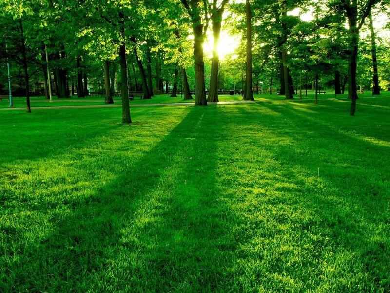 Sunlight Through Park Trees — Green