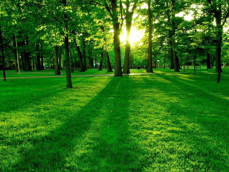 Sunlight Through Park Trees — Path