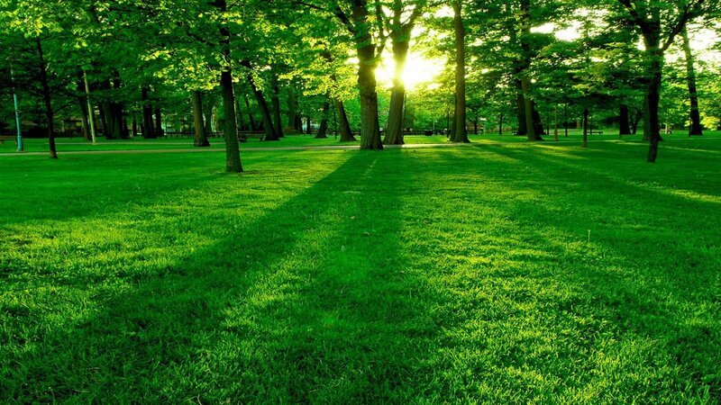 Sunlight Through Park Trees — Sun