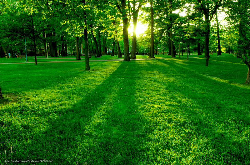 Sunlight through park trees