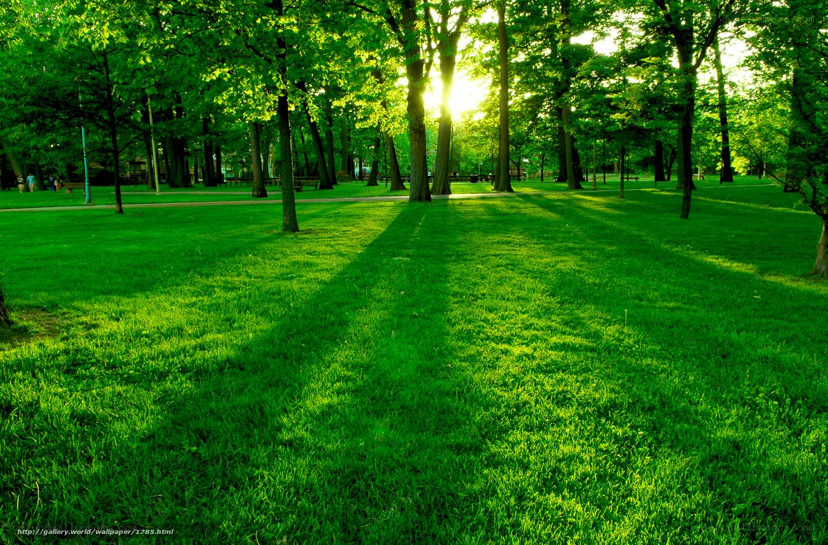 Sunlight through park trees