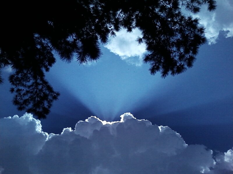 Sunlight through pine branches