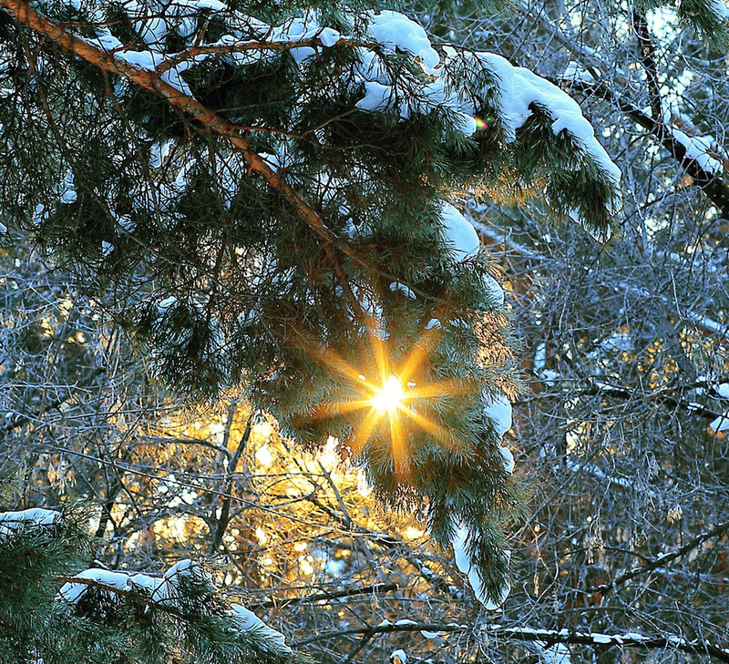 Sunlight Through Pine Branches — Green, Serene