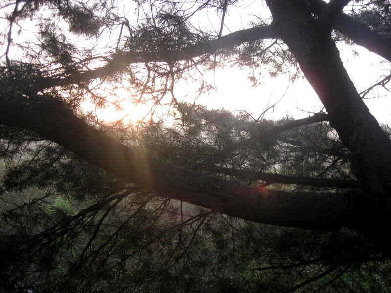 Sunlight Through Pine Branches — Green