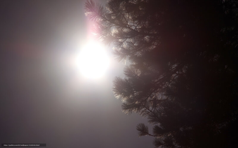 Sunlight through pine branches