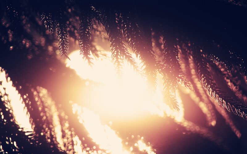 Sunlight Through Pine Branches — Yellow