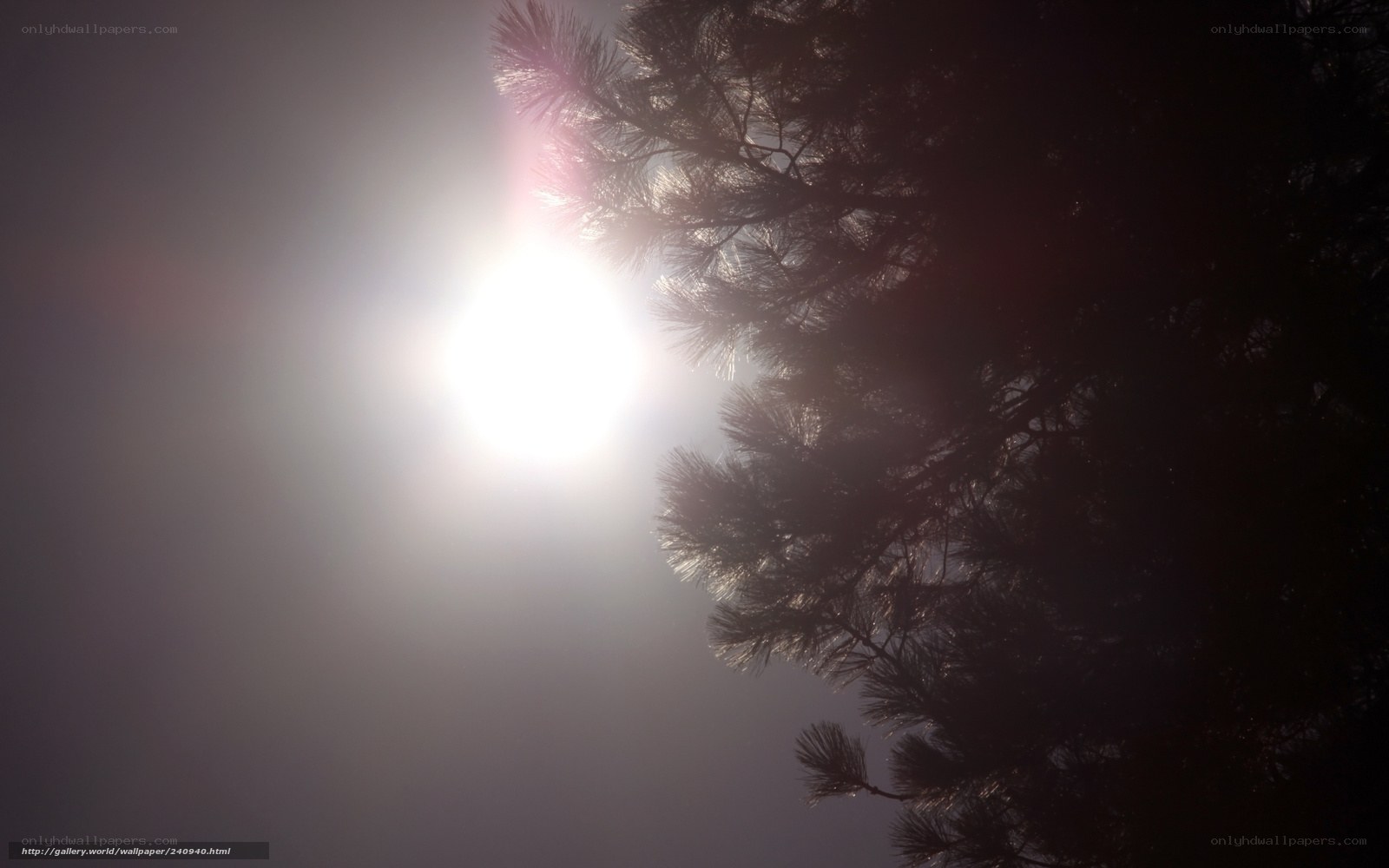 Sunlight through pine branches