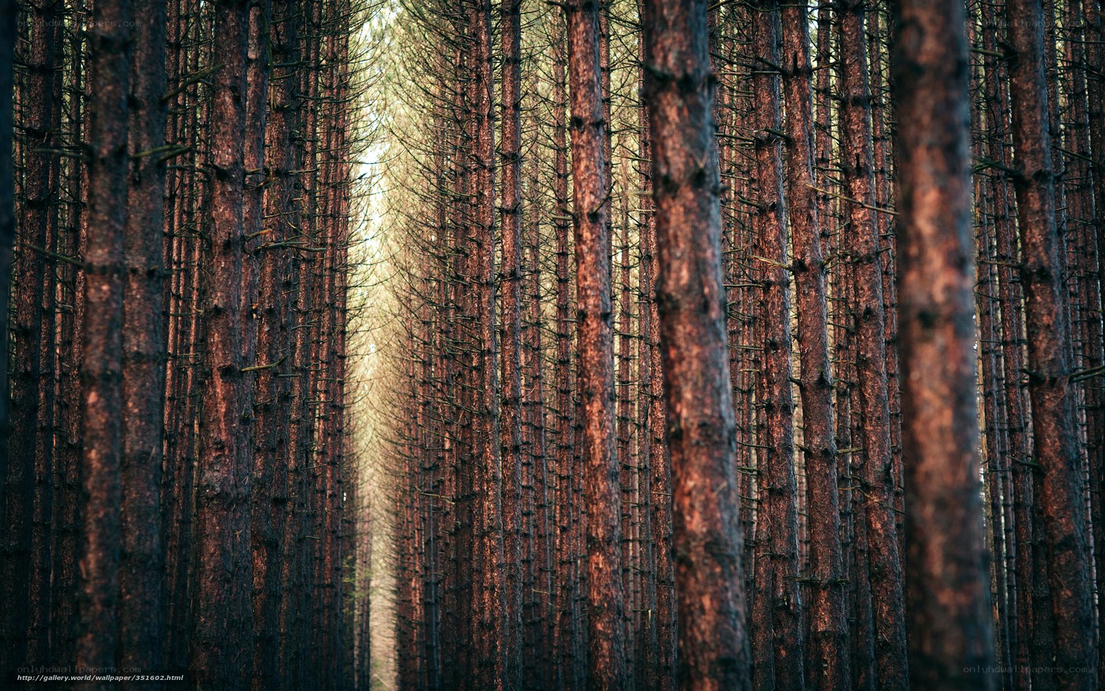 Sunlight through pine forest
