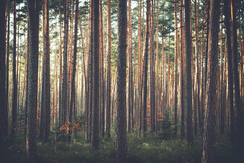 Sunlight through pine forest
