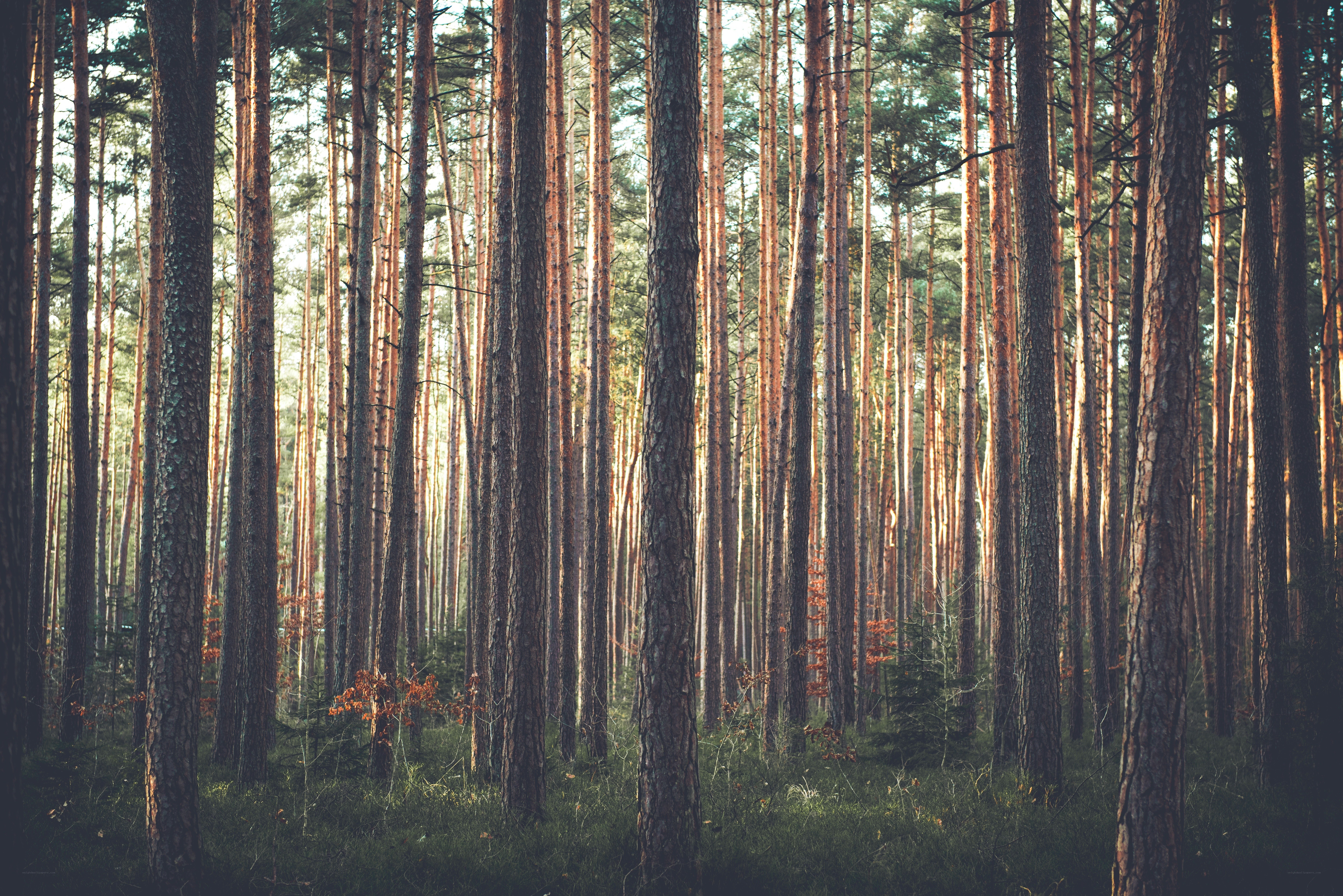 Sunlight through pine forest