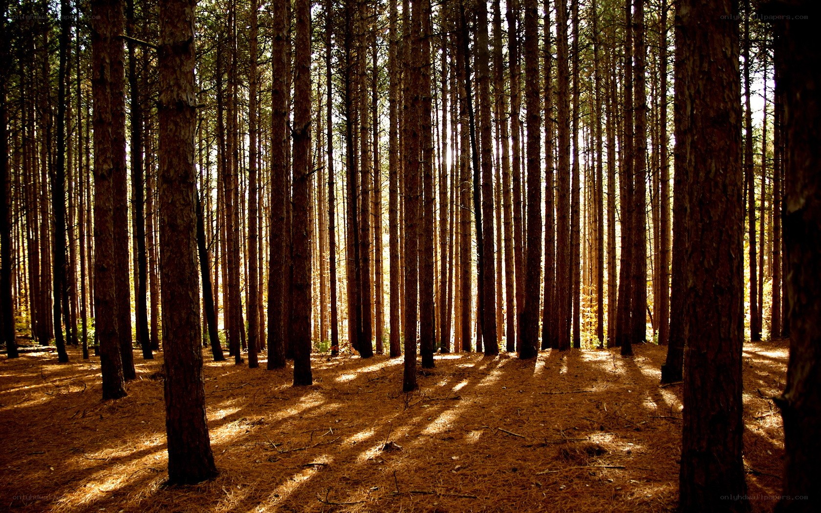 Sunlight through pine forest