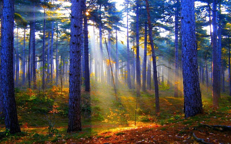 Sunlight Through Pine Forest — Blue