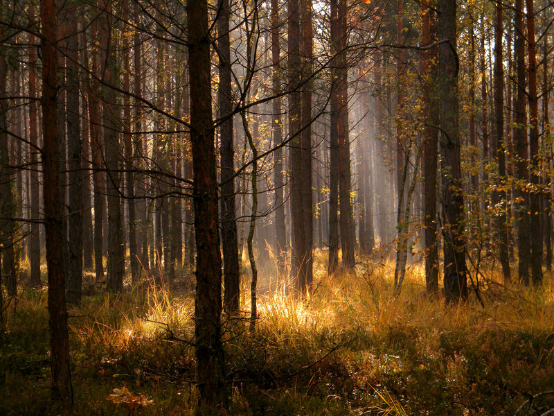 Sunlight Through Pine Forest — Brown