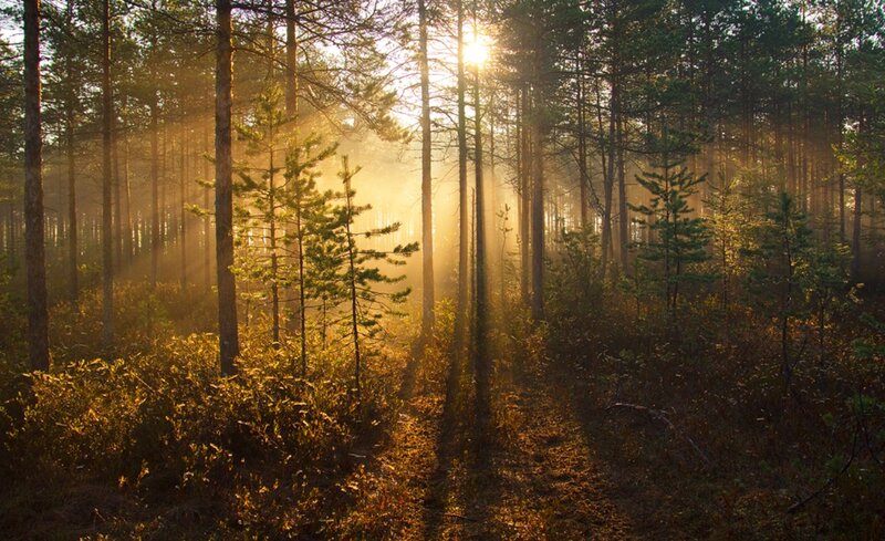 Sunlight Through Pine Forest — Gold