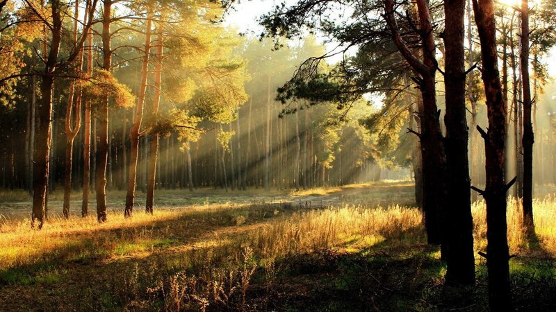 Sunlight Through Pine Forest — Grass