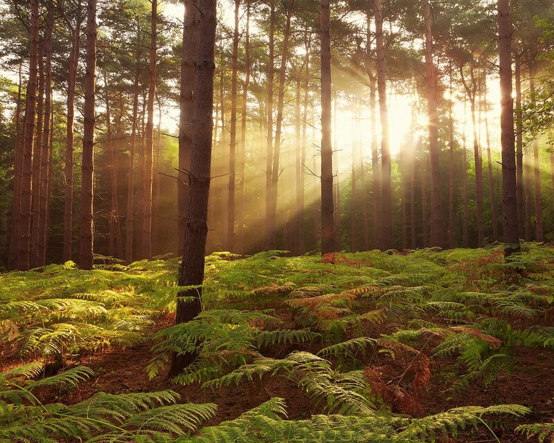 Sunlight Through Pine Forest — Green, Morning