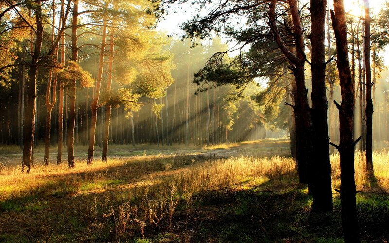 Sunlight Through Pine Forest — Green, Serene, Morning, Photograph