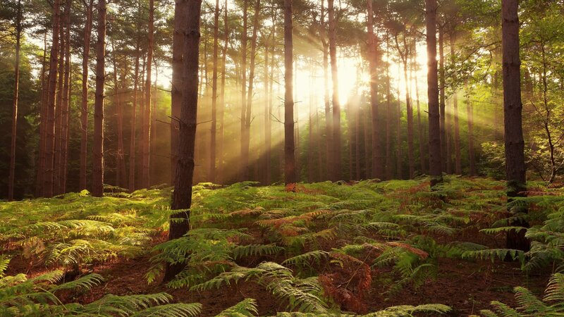 Sunlight Through Pine Forest — Green, Serene, Morning, Photograph, Trees, Ferns, Sunbeams