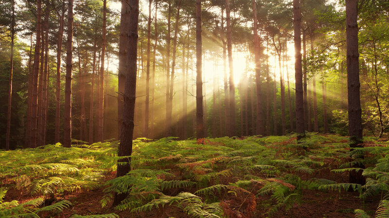 Sunlight Through Pine Forest — Green, Serene, Morning, Photograph, Trees, Ferns