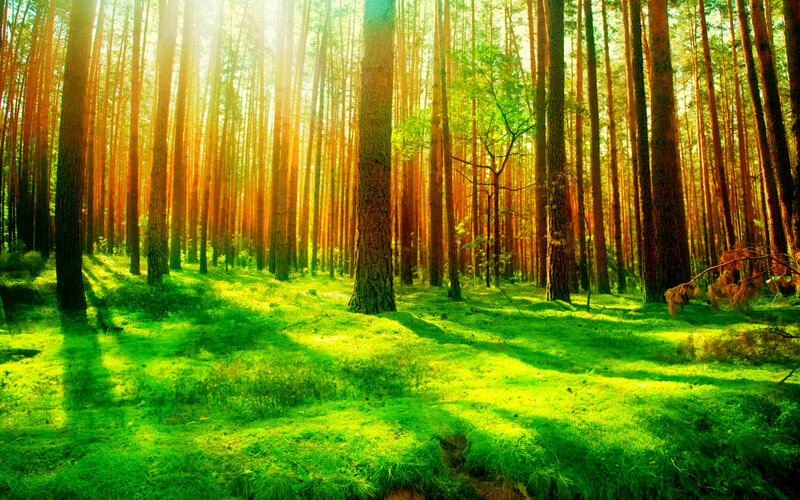 Sunlight Through Pine Forest — Green, Serene, Morning, Photograph, Trees, Grass