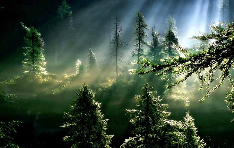 Sunlight Through Pine Forest — Green, Serene, Morning, Photograph, Trees, Mist