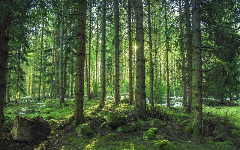 Sunlight Through Pine Forest — Green, Serene, Morning, Photograph, Trees, Moss, Rocks, Snow