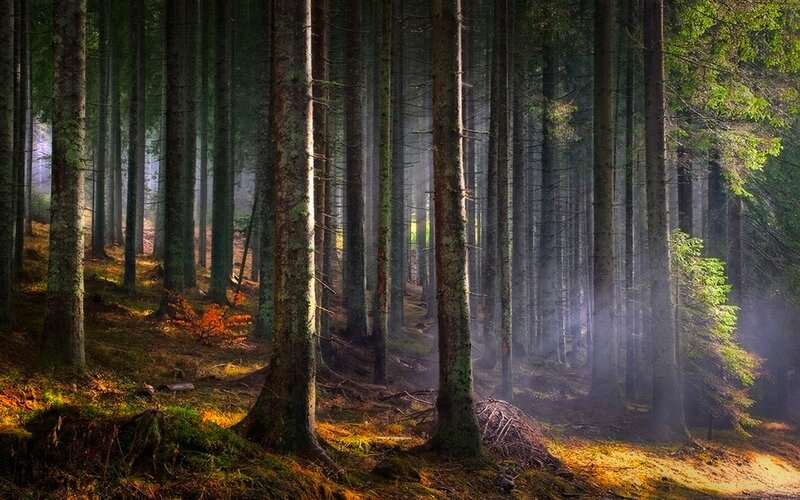 Sunlight Through Pine Forest — Green, Serene, Morning, Photograph, Trees, Moss