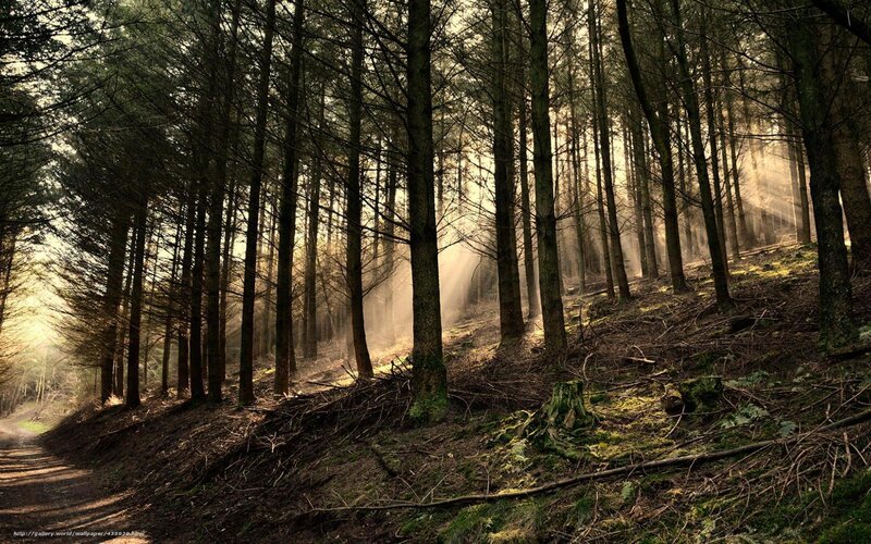 Sunlight Through Pine Forest — Green, Serene, Morning, Photograph, Trees, Path, Moss