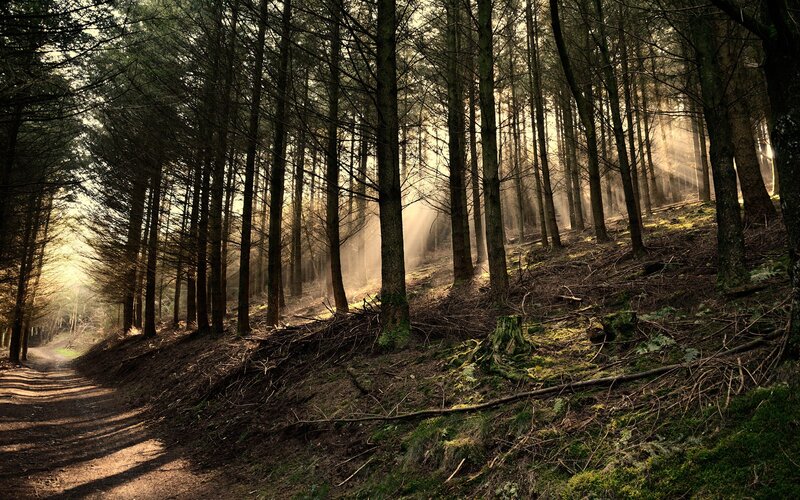 Sunlight Through Pine Forest — Green, Serene, Morning, Photograph, Trees, Path
