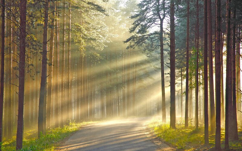 Sunlight Through Pine Forest — Green, Serene, Morning, Photograph, Trees, Road