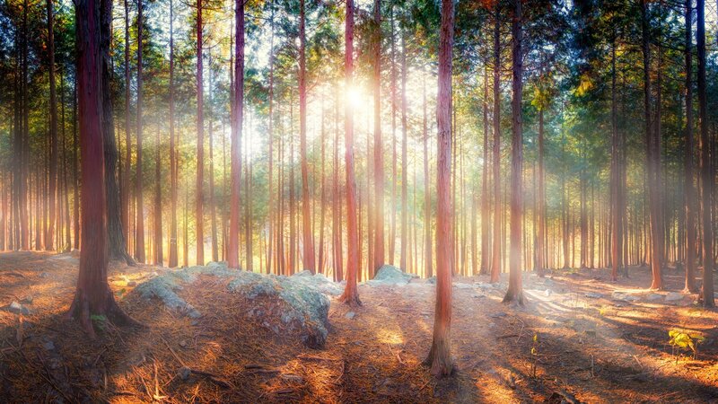 Sunlight Through Pine Forest — Green, Serene, Morning, Photograph, Trees, Rocks