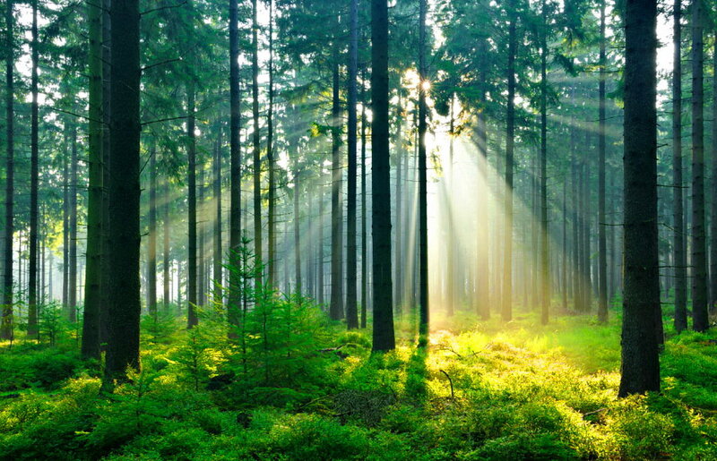 Sunlight Through Pine Forest — Green, Serene, Morning, Photograph, Trees, Sunbeams, Forest Floor
