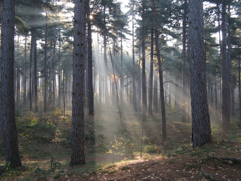 Sunlight Through Pine Forest — Green, Serene, Morning, Photograph, Trees, Sunbeams, Mist, Brown