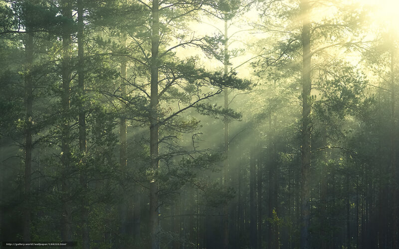 Sunlight Through Pine Forest — Green, Serene, Morning, Photograph, Trees, Sunbeams, Mist