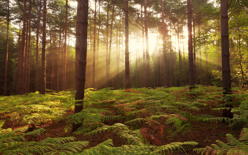 Sunlight Through Pine Forest — Green, Serene, Morning, Photograph, Trees